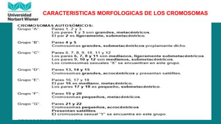 CARACTERISTICAS MORFOLOGICAS DE LOS CROMOSOMAS
 