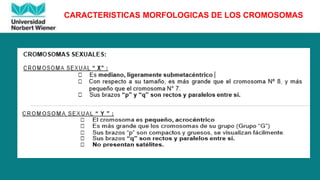 CARACTERISTICAS MORFOLOGICAS DE LOS CROMOSOMAS
 