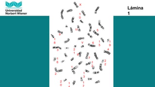 1
2
3 4
5
6
7
8
9
1
0
11
1
2
1
3
1
1
5
1
6
1
1
8 1
9
2
0
2
1
2
2
X
Y
Lámina
1
 