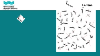 Lámina
2
 