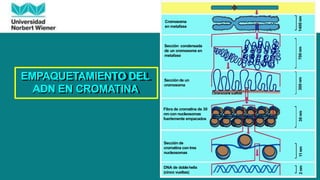 Cromosoma
en metafase
Sección condensada
de un cromosoma en
metafase
Sección de un
cromosoma
Fibra de cromatina de 30
nm con nucleosomas
fuertemente empacados
Sección de
cromatina con tres
nucleosomas
DNA de doblehelix
(cinco vueltas)
2
nm
11
nm
30
nm
300
nm
700
nm
1400
nm
EMPAQUETAMIENTO DEL
ADN EN CROMATINA
 