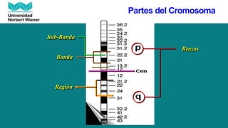 Brazos
Región
Banda
Sub-Banda
Partes del Cromosoma
 