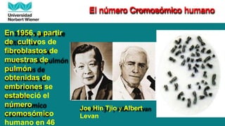El número Cromosómico humano
Joe Hin Tjio y Albert
Levan
En 1956, a partir
de cultivos de
fibroblastos de
muestras de
pulmón
obtenidas de
embriones se
estableció el
número
cromosómico
humano en 46
 