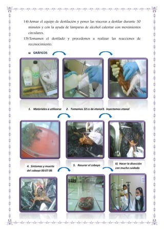 14) Armar el equipo de destilación y poner las vísceras a destilar durante 30
minutos y con la ayuda de lámparas de alcohol calentar con movimientos
circulares.
15) Tomamos el destilado y procedemos a realizar las reacciones de
reconocimiento.
GRÁFICOS

1. Materiales a utilizarse

4. Síntomas y muerte
del cobayo 00:07:06

2. Tomamos 10 cc de etanol3. Inyectamos etanol

5. Rasurar el cobayo

6) Hacer la disección
con mucho cuidado

 