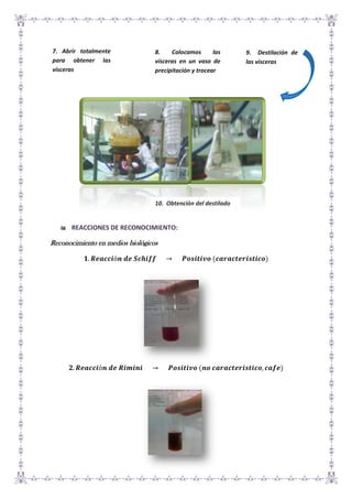 7. Abrir totalmente
para obtener las
vísceras

8.
Colocamos
las
vísceras en un vaso de
precipitación y trocear

10. Obtención del destilado

REACCIONES DE RECONOCIMIENTO:

Reconocimiento en medios biológicos

9. Destilación de
las vísceras

 