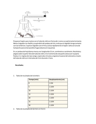 Preparael tapón para matraz con el tubode vidrioenformade L como se explicóanteriormente.
Mete el algodóncon NaOH ysuspéndelodel pedazode hilo,evitaque el algodóntengacontacto
con laslombrices.Sujetael algodónconel hiloycolocarápidamente el tapón.Sellaconcerade
Campeche paraevitarposiblesfugas(observael esquema).
En un pedazode hojablanca marca una longitudde 15 cm, centímetroa centímetro.Recórtalay
pégalasobre laparte libre del tubode vidrio.Enel extremode estaparte colocacon lapipeta
Pasteur1 o 2 gotas de rojo congo,esperadosminutosyregistrael avance del colorante a través
del tubode vidrioenintervalosde 5mindurante 1 hora.
Resultados
1. Tabla de resultadosde lalombriz
Tiempo(min) Desplazamiento(cm)
0 1 CM
5 1.1CM
10 1.1CM
15 1.1CM
20 1.1CM
25 1.1CM
30 1.1CM
2. Tabla de resultadosde Germensin hervir.
 