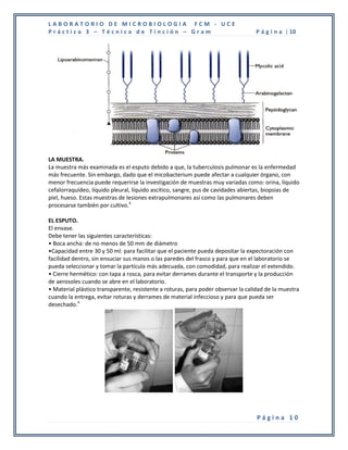LABORATORIO DE MICROBIOLOGIA FCM - UCE
Práctica 3 – Técnica de Tinción – Gram                                            P á g i n a | 10




LA MUESTRA.
La muestra más examinada es el esputo debido a que, la tuberculosis pulmonar es la enfermedad
más frecuente. Sin embargo, dado que el micobacterium puede afectar a cualquier órgano, con
menor frecuencia puede requerirse la investigación de muestras muy variadas como: orina, líquido
cefalorraquídeo, líquido pleural, líquido ascítico, sangre, pus de cavidades abiertas, biopsias de
piel, hueso. Estas muestras de lesiones extrapulmonares así como las pulmonares deben
procesarse también por cultivo.4

EL ESPUTO.
El envase.
Debe tener las siguientes características:
• Boca ancha: de no menos de 50 mm de diámetro
•Capacidad entre 30 y 50 ml: para facilitar que el paciente pueda depositar la expectoración con
facilidad dentro, sin ensuciar sus manos o las paredes del frasco y para que en el laboratorio se
pueda seleccionar y tomar la partícula más adecuada, con comodidad, para realizar el extendido.
• Cierre hermético: con tapa a rosca, para evitar derrames durante el transporte y la producción
de aerosoles cuando se abre en el laboratorio.
• Material plástico transparente, resistente a roturas, para poder observar la calidad de la muestra
cuando la entrega, evitar roturas y derrames de material infeccioso y para que pueda ser
desechado.4




                                                                                   Página 10
 