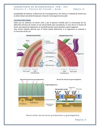 LABORATORIO DE MICROBIOLOGIA FCM - UCE
Práctica 3 – Técnica de Tinción – Gram                                           Página |3

posibilidades de detectar y diferenciar los microorganismos. Por último, el método de tinción que
se debe utilizar esta determinado por el tipo de microorganismo buscado.

COLORACION GRAM
Dado que las bacterias no tienen color y por lo general invisible para la microscopía de luz,
diferentes técnicas de tinción se han desarrollado para visualizarlas. La más útil es la tinción de
Gram, que separa los organismos en 2 grandes grupos: gram-positivos y gram-negativas.
Esta tinción también permite que el clínico pueda determinar si el organismo es redondo o
en forma de varilla, etc.




                                                                                    Página 3
 