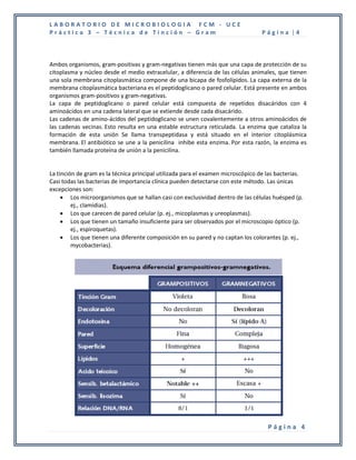 LABORATORIO DE MICROBIOLOGIA FCM - UCE
Práctica 3 – Técnica de Tinción – Gram                                            Página |4



Ambos organismos, gram-positivas y gram-negativas tienen más que una capa de protección de su
citoplasma y núcleo desde el medio extracelular, a diferencia de las células animales, que tienen
una sola membrana citoplasmática compone de una bicapa de fosfolípidos. La capa externa de la
membrana citoplasmática bacteriana es el peptidoglicano o pared celular. Está presente en ambos
organismos gram-positivos y gram-negativas.
La capa de peptidoglicano o pared celular está compuesta de repetidos disacáridos con 4
aminoácidos en una cadena lateral que se extiende desde cada disacárido.
Las cadenas de amino-ácidos del peptidoglicano se unen covalentemente a otros aminoácidos de
las cadenas vecinas. Esto resulta en una estable estructura reticulada. La enzima que cataliza la
formación de esta unión Se llama transpeptidasa y está situado en el interior citoplásmica
membrana. El antibiótico se une a la penicilina inhibe esta enzima. Por esta razón, la enzima es
también llamada proteína de unión a la penicilina.


La tinción de gram es la técnica principal utilizada para el examen microscópico de las bacterias.
Casi todas las bacterias de importancia clínica pueden detectarse con este método. Las únicas
excepciones son:
      Los microorganismos que se hallan casi con exclusividad dentro de las células huésped (p.
         ej., clamidias).
      Los que carecen de pared celular (p. ej., micoplasmas y ureoplasmas).
      Los que tienen un tamaño insuficiente para ser observados por el microscopio óptico (p.
         ej., espiroquetas).
      Los que tienen una diferente composición en su pared y no captan los colorantes (p. ej.,
         mycobacterias).




                                                                                    Página 4
 