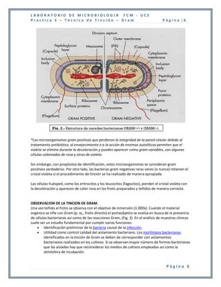 LABORATORIO DE MICROBIOLOGIA FCM - UCE
Práctica 3 – Técnica de Tinción – Gram                                               Página |6




              Fig. 2.- Estructura de paredes bacterianas GRAM(+) y GRAM(-).


*Los microorganismos gram positivos que perdieron la integridad de la pared celular debido al
tratamiento antibiótico, al envejecimiento o a la acción de enzimas autolíticas permiten que el
violeta se elimine durante la decoloración y pueden aparecer como gram variables, con algunas
células coloreadas de rosa y otras de violeta.

Sin embargo, con propósitos de identificación, estos microorganismos se consideran gram
positivos verdaderos. Por otro lado, las bacterias gram negativas raras veces (o nunca) retienen el
cristal violeta si el procedimiento de tinción se ha realizado de manera apropiada.

Las células huésped, como los eritrocitos y los leucocitos (fagocitos), pierden el cristal violeta con
la decoloración y aparecen de color rosa en los frotis preparados y teñidos de manera correcta.


OBSERVACION DE LA TINCION DE GRAM.
Una vez teñido el frotis se observa con el objetivo de inmersión (1.000x). Cuando el material
orgánico se tiñe con Gram (p. ej., frotis directo) el portaobjetos se evalúa en busca de la presencia
de células bacterianas así como de las reacciones Gram, (Fig. 3) En el análisis de muestras clínicas
suele ser un estudio fundamental por cumplir varias funciones:
     Identificación preliminar de la bacteria causal de la infección.
     Utilidad como control calidad del aislamiento bacteriano. Los morfotipos bacterianos
        identificados en la tinción de Gram se deben de corresponder con aislamientos
        bacterianos realizados en los cultivos. Si se observan mayor número de formas bacterianas
        que las aisladas hay que reconsiderar los medios de cultivos empleados así como la
        atmósfera de incubación.


                                                                                        Página 6
 