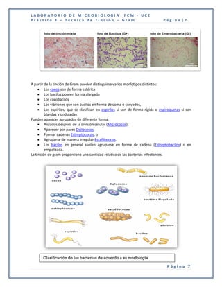 LABORATORIO DE MICROBIOLOGIA FCM - UCE
Práctica 3 – Técnica de Tinción – Gram                                          Página |7




A partir de la tinción de Gram pueden distinguirse varios morfotipos distintos:
      Los cocos son de forma esférica
      Los bacilos poseen forma alargada
      Los cocobacilos
      Los vibriones que son bacilos en forma de coma o curvados,
      Los espirilos, que se clasifican en espirilos si son de forma rígida o espiroquetas si son
         blandas y onduladas
Pueden aparecer agrupados de diferente forma:
      Aislados después de la división celular (Micrococos),
      Aparecer por pares Diplococos,
      Formar cadenas Estreptococos, o
      Agruparse de manera irregular Estafilococos.
      Los bacilos en general suelen agruparse en forma de cadena (Estreptobacilos) o en
         empalizada.
La tinción de gram proporciona una cantidad relativa de las bacterias infectantes.




      Clasificación de las bacterias de acuerdo a su morfología
      agrupación.
                                                                                  Página 7
 