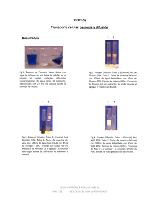 LUCIA ESMERALDA ARAUJO GARCIA
GPO: 251 BIOLOGIA CELULAR LABORATORIO
Práctica
Transporte celular: osmosis y difusión
Resultados
Fig.1. Proceso de Osmosis. Vasos llenos con
agua de la llave con una bolsa de celofán en su
interior las cuales contenían diferentes
concentraciones de agua como de colorante.
Observación con 24 hrs. De reposo donde la
osmosis no resulto.
Fig.2. Proceso Difusión. Tubo 1: (Control) 5mL de
Glucosa 10%. Tubo 2: Toma de muestra del vaso
con 100mL de agua bidestilada con 15mL de
Glucosa 10%. Tiempo de reposo 48 hrs. Presencia
de Glucosa (+) por aparición de anillo naranja al
agregar el reactivo de Biuret.
Fig.3. Proceso Difusión. Tubo 1: (Control) 5mL
Almidón 10%. Tubo 2: Toma de muestra del
vaso con 100mL de agua bidestilada con 15mL
de Almidón 10%. Tiempo de reposo 48 hrs.
Presencia de Almidón (-) al agregar la solución
Iodo-Lugol donde la coloración es diferente al
control.
1 2
1 2 1 2
Fig.4. Proceso Difusión. Tubo 1: (Control) 5mL
NaCl 10%. Tubo 2: Toma de muestra del vaso
con 100mL de agua bidestilada con 15mL de
NaCl 10%. Tiempo de reposo 48 hrs. Presencia
de Nacl (-) al agregar la solución Nitrato de
Plata donde no hubo precipitado de cristales.
 