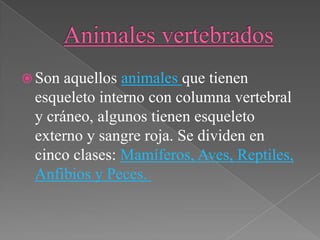  Son aquellos animales que tienen
 esqueleto interno con columna vertebral
 y cráneo, algunos tienen esqueleto
 externo y sangre roja. Se dividen en
 cinco clases: Mamíferos, Aves, Reptiles,
 Anfibios y Peces.
 
