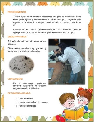 PRACTICA 4: examen microscopico de la orina