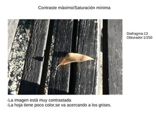 Contraste máximo/Saturación mínima
Diafragma:13
Obturador:1/250
-La imagen está muy contrastada
-La hoja tiene poco color,se va acercando a los grises.
 