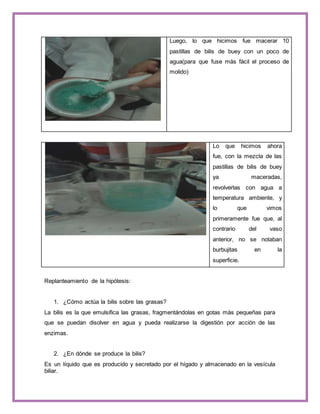 Luego, lo que hicimos fue macerar 10 
pastillas de bilis de buey con un poco de 
agua(para que fuse más fácil el proceso de 
molido) 
Lo que hicimos ahora 
fue, con la mezcla de las 
pastillas de bilis de buey 
ya maceradas, 
revolverlas con agua a 
temperatura ambiente, y 
lo que vimos 
primeramente fue que, al 
contrario del vaso 
anterior, no se notaban 
burbujitas en la 
superficie. 
Replanteamiento de la hipótesis: 
1. ¿Cómo actúa la bilis sobre las grasas? 
La bilis es la que emulsifica las grasas, fragmentándolas en gotas más pequeñas para 
que se puedan disolver en agua y pueda realizarse la digestión por acción de las 
enzimas. 
2. ¿En dónde se produce la bilis? 
Es un líquido que es producido y secretado por el hígado y almacenado en la vesícula 
biliar. 
 