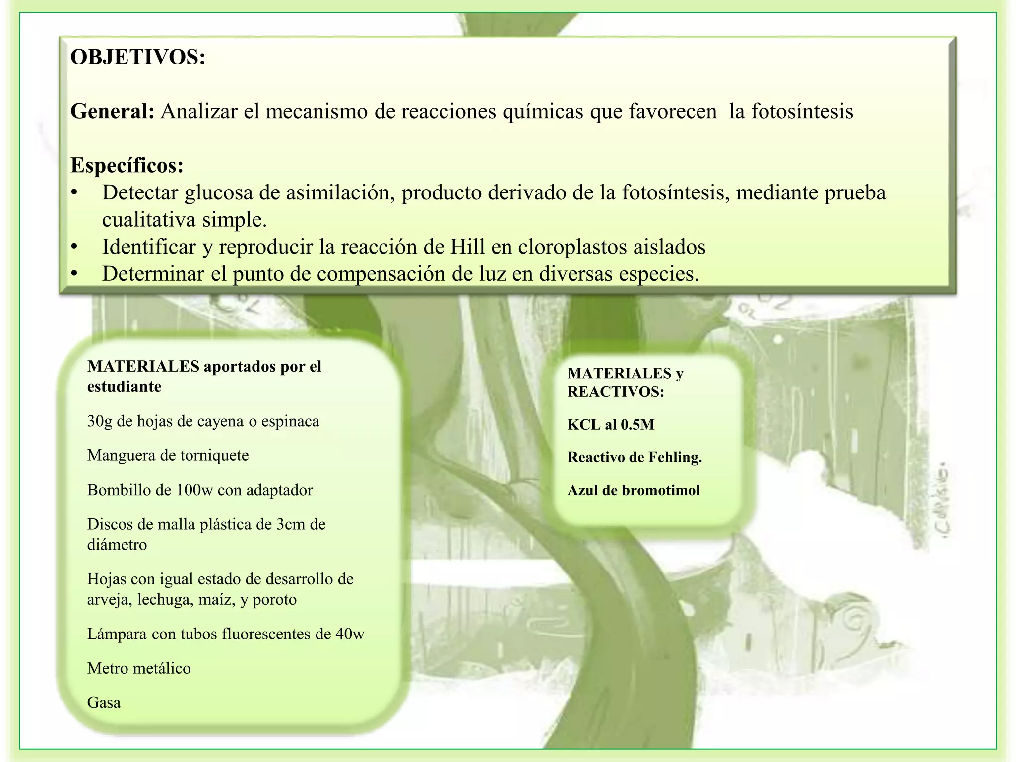 Practica 4 Fotosintesis Biologia Celular | PPT