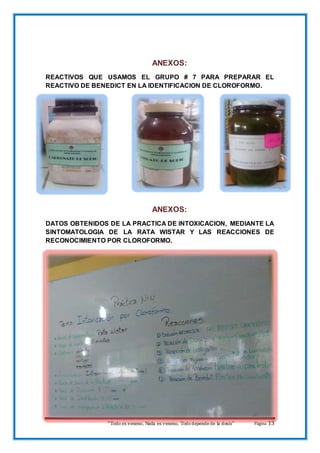 “Todo es veneno, Nada es veneno, Tododepende de la dosis“ Página 13
ANEXOS:
REACTIVOS QUE USAMOS EL GRUPO # 7 PARA PREPARAR EL
REACTIVO DE BENEDICT EN LA IDENTIFICACION DE CLOROFORMO.
ANEXOS:
DATOS OBTENIDOS DE LA PRACTICA DE INTOXICACION, MEDIANTE LA
SINTOMATOLOGIA DE LA RATA WISTAR Y LAS REACCIONES DE
RECONOCIMIENTO POR CLOROFORMO.
 