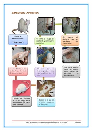 “Todo es veneno, nada es veneno, todo depende de la dosis” Página 5
GRÁFICOS DE LA PRACTICA:
Animal de
experimentación:
“ Rata wistar “.
Inyectar 20 ml el toxico
(metanol) en el animal
de experimentacion.
Observar los síntomas
de la rata luego de la
administración del toxico
hasta la muerte.
Colocar a la rata en
la tablay realizamos
la disección.
Colocación de las
vísceras (picadas lo más
finas posibles) en el
vaso.
Se arma el equipo de
destilación y comienza la
destilacion.
Se recoge el
destilado, para las
reacciones de
identificación.
Aqui esta la solucion
madre, para que los
grupos hagan las
reacciones de
reconocimiento.
 