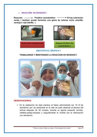 “Todo es veneno, Nada es veneno, Tododepende de la dosis“ Página 8
 REACCIÓN DE BENEDICT.
Reacción Positivo caracteristico Si hay coloración
verde, ( tambien puede formarse una gama de colores como amarillo,
naranja o rojo ladrillo. )
AQUÍ ESTA EL GRUPO # 7
TRABAJANDO Y MOSTRANDO LA REACCION DE BENEDICT.
OBSERVACIONES.
 En la realización de ésta práctica al haber administrado los 10 ml de
cloroformo por vía peritoneal en la rata se pudo observar el deceso del
animal después de 30 minutos, durante su agonía presentó vomitos,
cefalias,vertigo,nauseas y seguidamente la muerte por la intoxicación
con cloroformo.
Antes (color transparente) Despues (Positivo No
caracteristico )
 