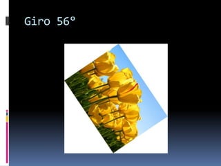 Giro 56°