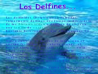 Los Delfines... Los delfínidos (Delphinidae), llamados vulgarmente delfines oceánicos (a diferencia de los  Platanistoidea  o delfines de río) son una  familia  de  cetáceos   odontocetos  bastante heterogénea, que alberga unas 34  especies . Miden entre 2 y 9 metros de largo, con el cuerpo fusiforme y la cabeza grande, el hocico alargado y un solo  espiráculo  en la parte superior de la cabeza (orificio respiratorio que muchos animales marinos tienen como contacto del aire o agua con su sistema respiratorio interno). Son  carnívoros . Habitan relativamente cerca de las costas y a menudo interactúan con el ser humano. Como otros cetáceos, los delfines utilizan los sonidos, la danza y el salto para comunicarse, orientarse y alcanzar sus presas; también poseen un sexto sentido de  ecolocalización , emiten sonidos en su entorno e interpretan los ecos que generan los objetos a su alrededor. 