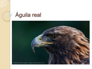 Águila real 