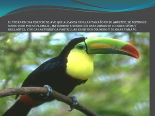 el tucán es una especie de ave que alcanza un gran tamaño en su adultez, se distingue sobre todo por su plumaje , mayormente negro con unas zonas de colores vivos y brillantes, y su característica particular es su pico colorido y de gran tamaño.
