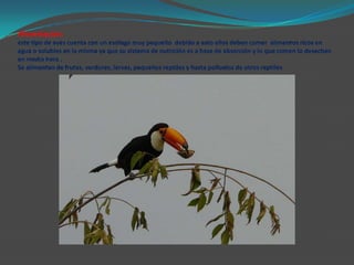 Alimentación:este tipo de aves cuenta con un esófago muy pequeño  debido a esto ellos deben comer  alimentos ricos en agua o solubles en la misma ya que su sistema de nutrición es a base de absorción y lo que comen lo desechan  en media hora . Se alimentan de frutas, verduras, larvas, pequeños reptiles y hasta polluelos de otros reptiles.