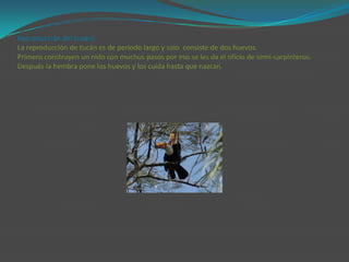 Reproducción del tucán!La reproducción de tucán es de periodo largo y solo  consiste de dos huevos. Primero construyen un nido con muchos pasos por eso se les da el oficio de semi-carpinteros.Después la hembra pone los huevos y los cuida hasta que nazcan.