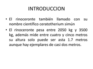 INTRODUCCIONEl rinoceronte también llamado con su nombre científico ceratotherium simúnEl rinoceronte pesa entre 2050 kg y 3500 kg, además mide entre cuatro y cinco metros su altura solo puede ser asta 1.7 metros aunque hay ejemplares de casi dos metros.