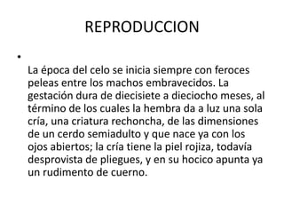 REPRODUCCIONLa época del celo se inicia siempre con feroces peleas entre los machos embravecidos. La gestación dura de diecisiete a dieciocho meses, al término de los cuales la hembra da a luz una sola cría, una criatura rechoncha, de las dimensiones de un cerdo semiadulto y que nace ya con los ojos abiertos; la cría tiene la piel rojiza, todavía desprovista de pliegues, y en su hocico apunta ya un rudimento de cuerno.