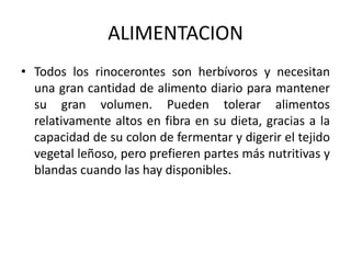 ALIMENTACIONTodos los rinocerontes son herbívoros y necesitan una gran cantidad de alimento diario para mantener su gran volumen. Pueden tolerar alimentos relativamente altos en fibra en su dieta, gracias a la capacidad de su colon de fermentar y digerir el tejido vegetal leñoso, pero prefieren partes más nutritivas y blandas cuando las hay disponibles.