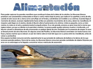 AlimentaciónPara poder capturar los grandes mamíferos que constituye la base de la dieta de los adultos, los tiburones blancos practican una característica emboscada: se sitúan a varios metros bajo la presa, que nada en la superficie o cerca de ella, usando el color oscuro de su dorso como camuflaje con el fondo y volviéndose así invisibles a sus víctimas. Cuando llega el momento de atacar, avanzan rápidamente hacia arriba con potentes movimientos de la cola y abren las mandíbulas. El impacto suele llegar en el vientre, donde el tiburón aferra fuertemente a la víctima: si ésta es pequeña, como un león marino, la mata en el acto y posteriormente la engulle entera. Si es más grande, arranca un gran trozo de la misma que ingiere entero, ya que sus dientes no le permiten masticar. La presa puede quedar entonces muerta o moribunda, y el tiburón volverá a alimentarse de ella arrancando un pedazo detrás de otro. Excitados por la presencia de sangre, la zona se llenará pronto de otros tiburones. En algunas zonas del Pacífico, los tiburones blancos arremeten con tanta fuerza a las focas y leones marinos que se elevan un par de metros sobre el nivel del agua con su presa entre las mandíbulas, antes de volver a zambullirseEsta especie también consume carroña, especialmente la que procede de cadáveres de ballena a la deriva de los que arrancan grandes pedazos. Cerca de las costas, los tiburones blancos consumen grandes cantidades de objetos flotantes por error: en sus estómagos se ha llegado a encontrar incluso matrículas de automóvil.
