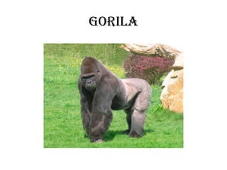 Gorila 