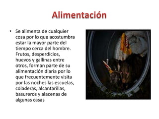 AlimentaciónSe alimenta de cualquier cosa por lo que acostumbra estar la mayor parte del tiempo cerca del hombre. Frutos, desperdicios, huevos y gallinas entre otros, forman parte de su alimentación diaria por lo que frecuentemente visita por las noches las escuelas, coladeras, alcantarillas, basureros y alacenas de algunas casas