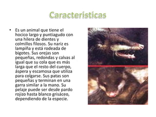 CaracteristicasEs un animal que tiene el hocico largo y puntiagudo con una hilera de dientes y colmillos filosos. Su nariz es lampiña y está rodeada de bigotes. Sus orejas son pequeñas, redondas y calvas al igual que su cola que es más larga que el resto del cuerpo, áspera y escamosa que utiliza para colgarse. Sus patas son pequeñas y terminan en una garra similar a la mano. Su pelaje puede ser desde pardo rojizo hasta blanco grisáceo, dependiendo de la especie.