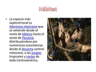 HábitatLa especie más septentrional es Marmosa mexicana que se extiende desde el norte de México hasta el oeste de Panamá, distribuyéndose por numerosos ecosistemas desde el desierto central mexicano, a las junglas tropicales y costas de toda Centroamérica.