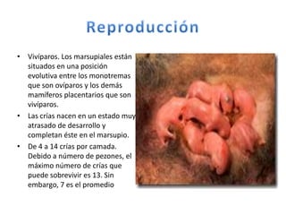 ReproducciónVivíparos. Los marsupiales están situados en una posición evolutiva entre los monotremas que son ovíparos y los demás mamíferos placentarios que son vivíparos. Las crías nacen en un estado muy atrasado de desarrollo y completan éste en el marsupio.De 4 a 14 crías por camada. Debido a número de pezones, el máximo número de crías que puede sobrevivir es 13. Sin embargo, 7 es el promedio