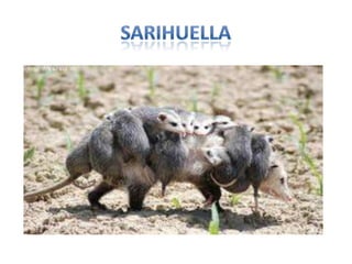 Sarihuella