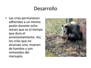 DesarrolloLas crías permanecen adheridas a un mismo pezón durante ocho meses que es el tiempo que dura el amamantamiento. Así, los críos que no alcanzan uno, mueren de hambre y son removidos del marsupio.