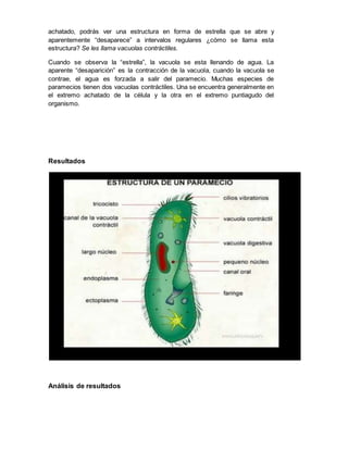 achatado, podrás ver una estructura en forma de estrella que se abre y 
aparentemente “desaparece” a intervalos regulares ¿cómo se llama esta 
estructura? Se les llama vacuolas contráctiles. 
Cuando se observa la “estrella”, la vacuola se esta llenando de agua. La 
aparente “desaparición” es la contracción de la vacuola, cuando la vacuola se 
contrae, el agua es forzada a salir del paramecio. Muchas especies de 
paramecios tienen dos vacuolas contráctiles. Una se encuentra generalmente en 
el extremo achatado de la célula y la otra en el extremo puntiagudo del 
organismo. 
Resultados 
Análisis de resultados 
 