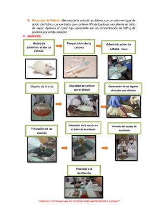 “TODO ES VENENO NADA ES VENENO TODO DEPENDE DE LA DOSIS”
5. Reacción de Fritsch.-Se mezcla la solución problema con un volumen igual de
ácido clorhídrico concentrado que contiene 5% de Lactosa, se calienta en baño
de vapor. Aparece un color rojo, apreciable aún en concentración de 0.01 g de
acetona por ml de solución.
 GRÁFICOS:
Preparación de la
cetona
Muerte de la rata Observación de los órganos
afectados por el tóxico
Trituración de las
vísceras
Colocación de la mezcla en
el balón de destilación
Armado del equipo de
destilación
Antes de
administración de
cetona
Administración de
cetona (10ml)
Disección del animal
con el bisturí
Proceder a la
destilación
 