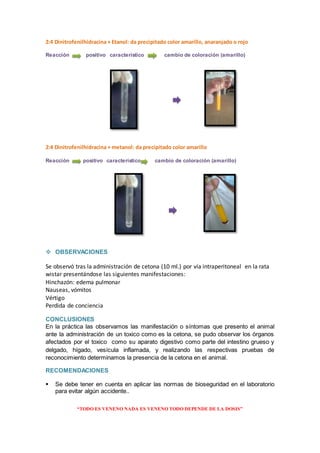“TODO ES VENENO NADA ES VENENO TODO DEPENDE DE LA DOSIS”
2:4 Dinitrofenilhidracina + Etanol: da precipitado color amarillo, anaranjado o rojo
Reacción positivo característico cambio de coloración (amarillo)
2:4 Dinitrofenilhidracina + metanol: da precipitado color amarillo
Reacción positivo característico cambio de coloración (amarillo)
 OBSERVACIONES
Se observó tras la administración de cetona (10 ml.) por vía intraperitoneal en la rata
wistar presentándose las siguientes manifestaciones:
Hinchazón: edema pulmonar
Nauseas, vómitos
Vértigo
Perdida de conciencia
CONCLUSIONES
En la práctica las observamos las manifestación o síntomas que presento el animal
ante la administración de un toxico como es la cetona, se pudo observar los órganos
afectados por el toxico como su aparato digestivo como parte del intestino grueso y
delgado, hígado, vesícula inflamada, y realizando las respectivas pruebas de
reconocimiento determinamos la presencia de la cetona en el animal.
RECOMENDACIONES
 Se debe tener en cuenta en aplicar las normas de bioseguridad en el laboratorio
para evitar algún accidente..
 