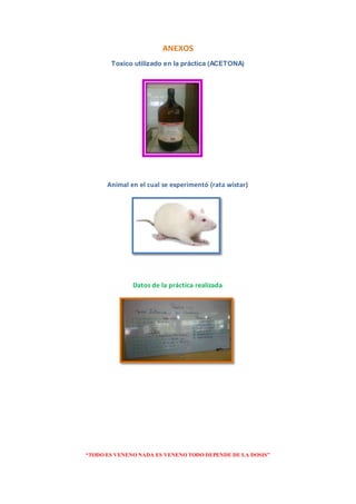 “TODO ES VENENO NADA ES VENENO TODO DEPENDE DE LA DOSIS”
ANEXOS
Toxico utilizado en la práctica (ACETONA)
Animal en el cual se experimentó (rata wistar)
Datos de la práctica realizada
 