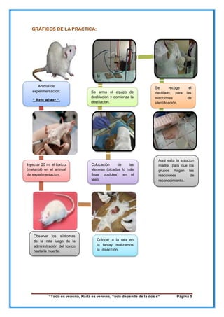 “Todo es veneno, Nada es veneno, Todo depende de la dosis“ Página 5
GRÁFICOS DE LA PRACTICA:
Animal de
experimentación:
“ Rata wistar “.
Inyectar 20 ml el toxico
(metanol) en el animal
de experimentacion.
Observar los síntomas
de la rata luego de la
administración del toxico
hasta la muerte.
Colocar a la rata en
la tablay realizamos
la disección.
Colocación de las
vísceras (picadas lo más
finas posibles) en el
vaso.
Se arma el equipo de
destilación y comienza la
destilacion.
Se recoge el
destilado, para las
reacciones de
identificación.
Aqui esta la solucion
madre, para que los
grupos hagan las
reacciones de
reconocimiento.
 