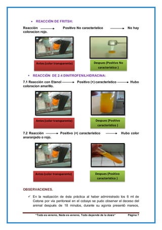 “Todo es veneno, Nada es veneno, Todo depende de la dosis“ Página 7
 REACCIÓN DE FRITSH:
Reacción Positivo No caracteristico No hay
coloracion rojo.
 REACCIÓN DE 2:4 DINITROFENILHIDRACINA:
7.1 Reacción con Etanol Positivo (+) caracteristico Hubo
coloracion amarillo.
7.2 Reacción Positivo (+) caracteristico Hubo color
anaranjado o rojo.
OBSERVACIONES.
 En la realización de ésta práctica al haber administrado los 6 ml de
Cetona por vía peritoneal en el cobayo se pudo observar el deceso del
animal después de 18 minutos, durante su agonía presentó mareos,
Antes (color transparente) Despues (Positivo No
caracteristico )
Antes (color transparente) Despues (Positivo
caracteristico )
Despues (Positivo
caracteristico )
Antes (color transparente)
 
