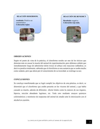 La ciencia es el gran antídoto contra el veneno de la superstición.
7
OBSERVACIONES
Según mi punto de vista de la práctica, el cloroformo resulto ser uno de los tóxicos que
demoran más en causar la muerte del animal de experimentación, pero debemos señalar que
inmediatamente luego de administrar dicho toxico al cobayo este reacciono sedándose, es
decir se paralizo totalmente, sabiendo que el cloroformo es una sustancia que se usaba mucho
como sedante, pero que ahora por el conocimiento de su toxicidad, se restringe su uso.
CONCLUSIONES
Se concluye manifestando que se logró cumplir los objetivos de esta práctica, es decir, se
determinó que el cloroformo que estaba presente en las vísceras del animal, y que había
causado su muerte, además de diferentes efector letales como la cianosis de sus órganos,
hipoxia, micción abundante lagrimeo, etc. Todo esto mediante ensayos químicos
colorimétricos y monitoreo de respuestas del animal de estudio ante la intoxicación con el
alcohol en cuestión.
REACCIÓN ROSEBOOM.
resultado: Positivo no
característico
Coloración rojiza
REACCIÓN DE BENEDICT
Resultado: negativa
Coloración roja nula.
 