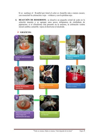 “Todo es veneno, Nada es veneno, Todo depende de la dosis“ Página 4
Si se sustituye el B-naftol por timol el color es Amarillo más o menos oscuro;
con resorcinol la coloración e roja – violáceo y con la piridina rojo.
4. REACCIÓN DE ROSEBOOM.- se disuelve un pequeño cristal de yodo en la
solución muestra y se agregan unos pocos miligramos de clorhidrato de
piperacina; si el cloroformo está presente en la muestra, la coloración violeta
inicial cambia a amarilla rojiza al disolverse el alcaloide.
 GRÁFICOS:
Animal de experimentación
cobayo
Extraer las vísceras del
cobayoInyectar 10 ml el toxico
(cloroformo)
Preparar el equipo de
destilación
Triturar las vísceras
Observar los síntomas del
cobayo luego de la
administración del toxico
Obtener el destilado para
realizar el análisis
Colocar al cobayo en la tabla
de disección
1
4
852
7
3
6
 