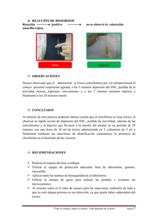 “Todo es veneno, Nada es veneno, Todo depende de la dosis“ Página 7
REACCIÓN DE ROSEBOOM
Reacción positivo no se observó la coloración
amarillo-rojiza.
 OBSERVACIONES
Hemos observado que al administrar el toxico (cloroformo) por vía intraperitoneal el
cobayo presentó respiración agitada, a los 5 minutos depresión del SNC, perdida de la
actividad motora, lagrimeo, convulsiones y a los 7 minutos presento hipoxia y
finalmente a los 28 minutos murió.
 CONCLUSION
Al término de esta práctica podemos darnos cuenta que el cloroformo es muy tóxico, al
observar la rápida acción de depresión del SNC, perdida de movilidad, además de las
convulsiones y la hipoxia que llevaron a la muerte del animal en un periodo de 28
minutos con una dosis de 10 ml de toxico administrada en 2 volúmenes de 5 ml y
finalmente mediante las reacciones de identificación constatamos la presencia de
cloroformo en el destilado de las vísceras.
 RECOMENDACIONES
 Realizar la asepsia del área a trabajar.
 Utilizar el equipo de protección adecuado: bata de laboratorio, guantes,
mascarilla.
 Aplicar todas las normas de bioseguridad en el laboratorio.
 Utilizar la cámara de gases para realizar las pruebas y evitamos así
intoxicaciones.
 Al someter calor en el tubo de ensayo para las reacciones, realizarlo de lado y
que no esté alguna persona en esa dirección, ya que puede haber salpicadura del
toxico.
DespuésAntes
 
